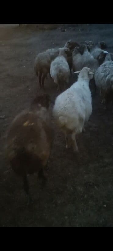 cins ineklerin satisi 2018: Qoyun sürüsü – ət və yun istiqamətli Salam.Qoca qoyunlardi.15 — 2
