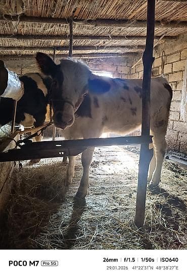 xasqi satisi: Dana, buzov, Dişi, ay: 6, 65 kq, Damazlıq, Ünvandan götürmə — 2