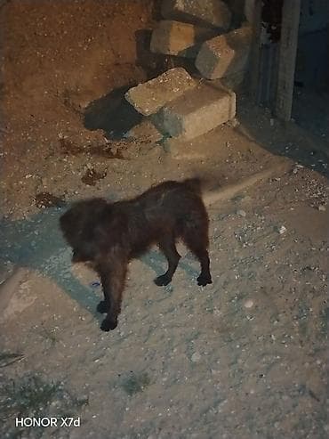 heyvanlar keci: Pudel, 8 ay, Erkek, Peyvəndli, Ödənişli çatdırılma — 2