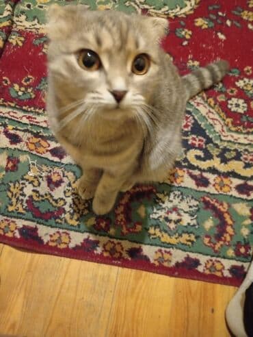 pişik sahiblendirme: Şotland yastı qulaq, Dişi, Yaxşı əllərə, Ödənişli çatdırılma — 2