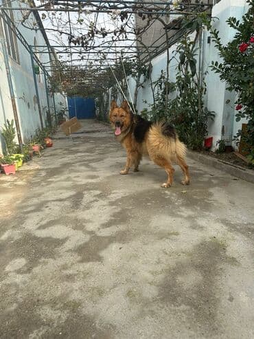 itlee: Erkek it satılır adı Aşirdi.marağlanmaq istəyən yazsın. Qiymeti 300 — 4