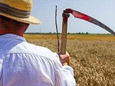 plasmas su cənləri: AĞSU Şəhərində Təcili Alıram !!!!! Hazır Saplanmış Saz Vəziyyətdə Ot — 3