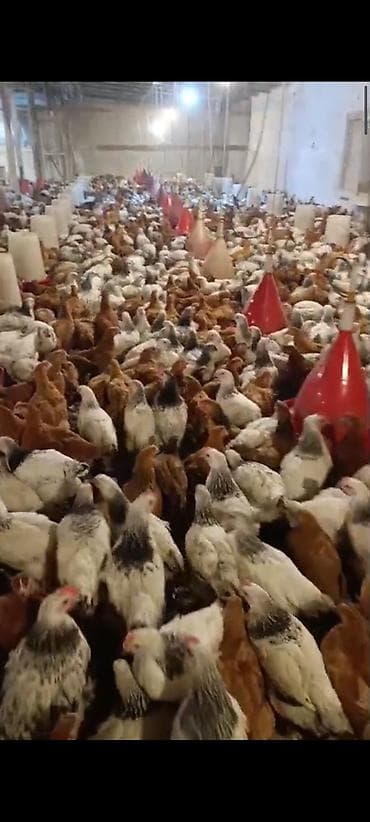 alman afçarkası balası: NOVXANİ TAM SAĞLAM 3 AY DAMAZLİQ ✅0️⃣5️⃣5️⃣-7️⃣7️⃣8️⃣-0️⃣9️⃣-8️⃣8️⃣ — 5