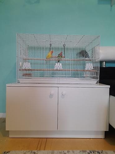 Кошки: Tutuquşu ( Nerazluçnik ) 3 ədədi cəmi : 110 azn ( tək - tək satılmır — 5