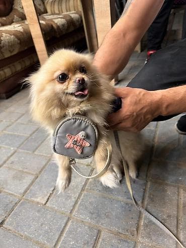 kanı kors: 🐶 Satılır – Çox Şirin Dişi Pomeranian (Spitz) 🐶 2 yaşlı, dişi, çox — 10