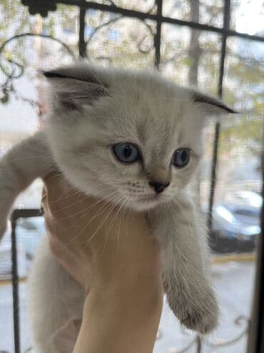 Akvariumlar: Şotland, Erkək, Dişi, Ünvandan götürmə — 9