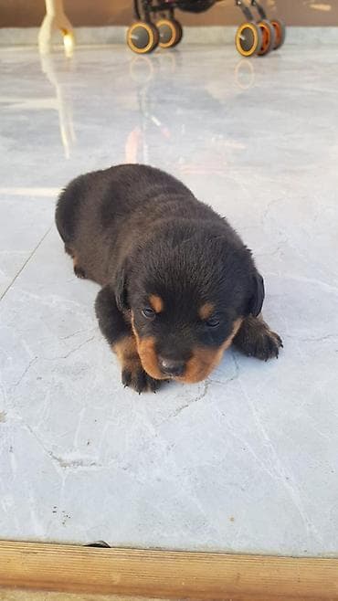 Rotveyler, 3 ay, Ödənişli çatdırılma