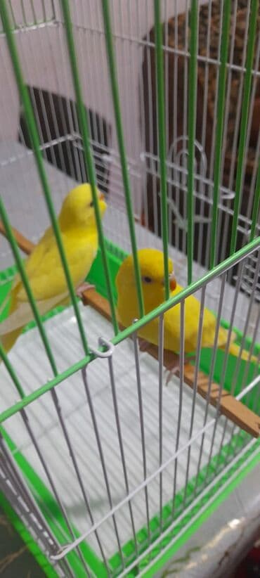 quş satisi: 1 aylıg qırmızı göz ələ öyrəşmiş quşdu
sumqayit — 6