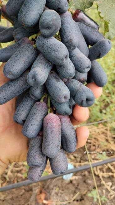 ağaç satışı: Meyvə və dekorativ ağac tingləri Təsvir: - Tərtər rayonu ərazisində — 8