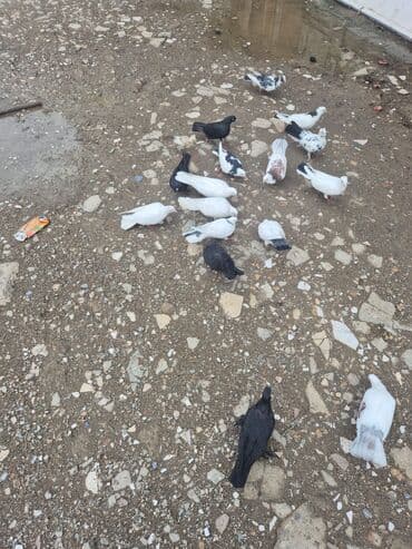 стол стойка для кухни: Qonaq masası — 3