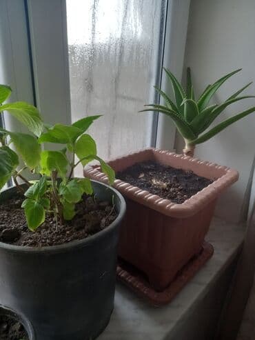 atatürk gülü qiymeti: İç məkan üçün canlı dekorativ güllər və sukulentlər - Amaryllis — 3