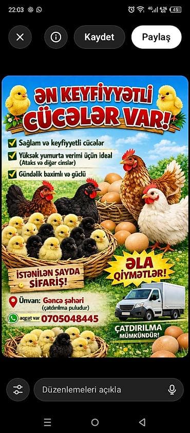 Toyuq cücələri, Damazlıq