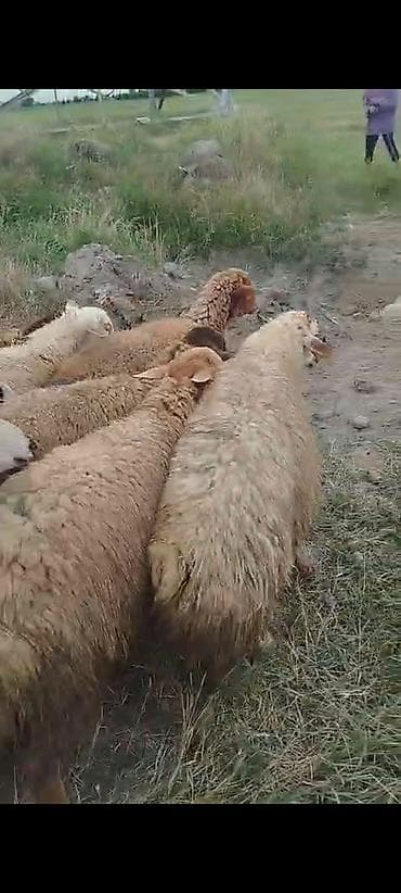pişik satışı bakı: 19 Erkey quzu diri çəki 9 azn — 2