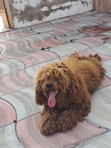 qızıl quş: Pudel, Erkek — 2