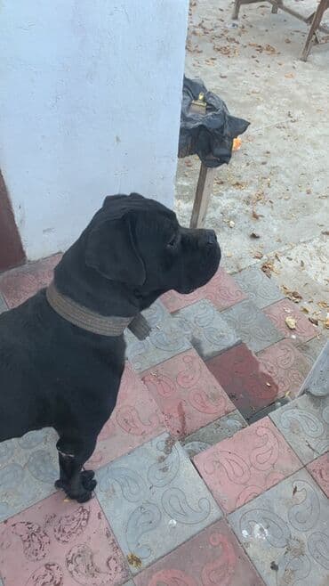 Собаки: Кане-корсо — 5