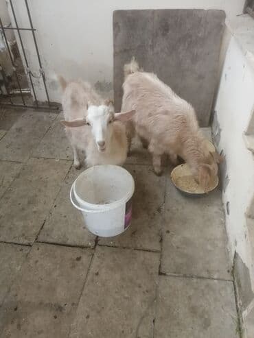 Şəkildəki çəpişlər satılır. Hər üçü də xarici sortdur. 6-7 aylıq cavan lalafo.az -da Şəkildəki çəpişlər satılır. Hər üçü də xarici sortdur. 6-7 aylıq cavan