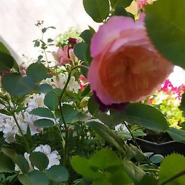 son zenge aid şeirler: Ароматные английские розы — 2