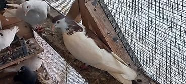 Heyvanlar üçün mallar: Erkeydi 10 manata — 2