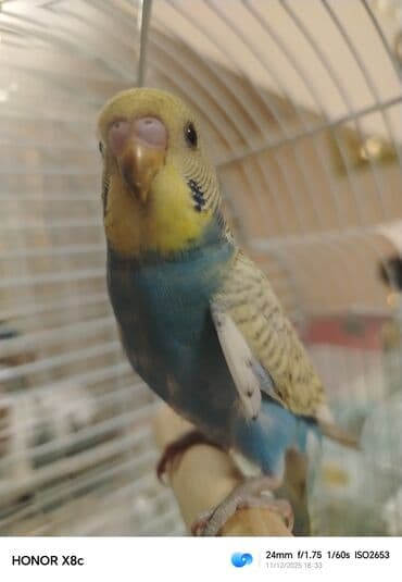 dovşan balaları: Təzə yemə düşüb erkəkdi baladı öyrətmək və danışdırmaq üçün əsil — 1