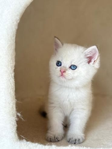 meymun bala: Britan, Erkək, Dişi, Yaxşı əllərə, Ünvandan götürmə, Pulsuz çatdırılma, Ödənişli çatdırılma — 3