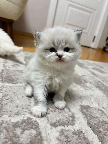 Şirin balaca pişik balaları - Növ: Uzunsaqallı ev pişiyi (şəkillərdə