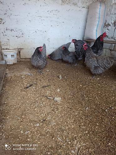 balonka it satilir: Toyuq, Australorp, Damazlıq, Ünvandan götürmə, Ödənişli çatdırılma — 7