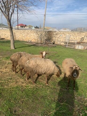 Boğaz Qoyunlar satılır