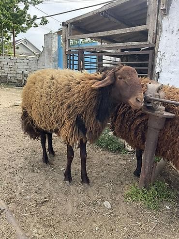 ov iti type 0: Erkək, Qala, il: 1, 120 kq, Damazlıq, Ünvandan götürmə — 1