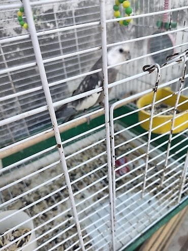 Nymph paraket (cütlük üçün uyğun ev quşu) qəfəs və aksesuarlarla