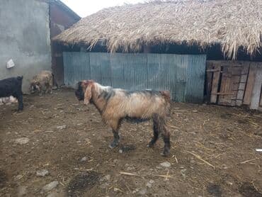 cucə yem qabı: Keçilər satilir — 1