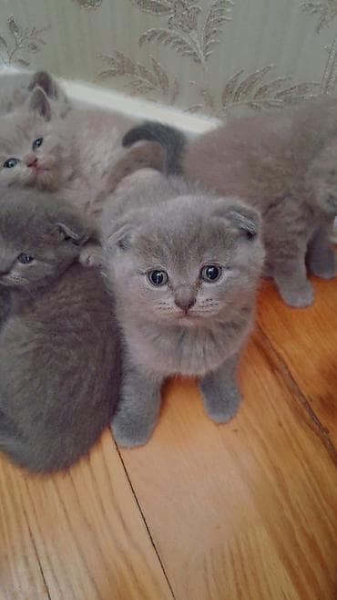 Şotland yastı qulaq