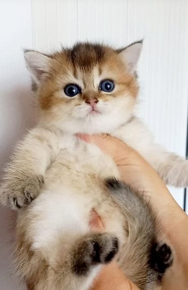 bala pişik: Qızıl şinşilla, Erkək, Dişi — 1