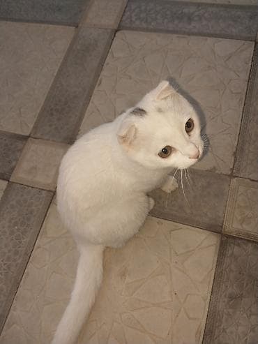 anqor pisik: Yaxşı əllərə — 1
