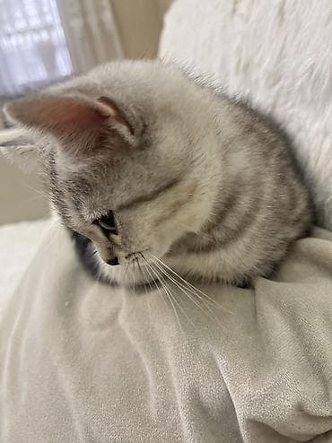 pişik cut: Şotland yastı qulaq — 3