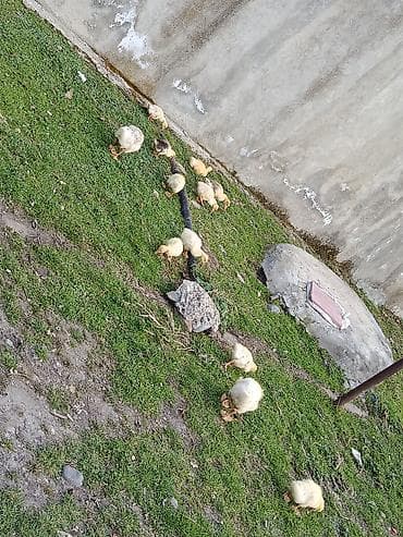 bala dana: Qaz balaları – damazlıq üçün 2 həftəlik — 2