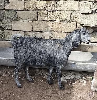 keci seki: Təmiz orginal hələblər satılır hələb balaynan olan 5 ci balasıdı — 3