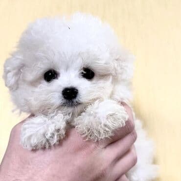 mikro pudel: Pudel, 2 ay, Peyvəndli — 2