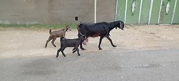 diş şotkası: Sürü – keçi qarışıq 15 baş Ana keçi qarışıqdı hem Sani hem Heleb — 5