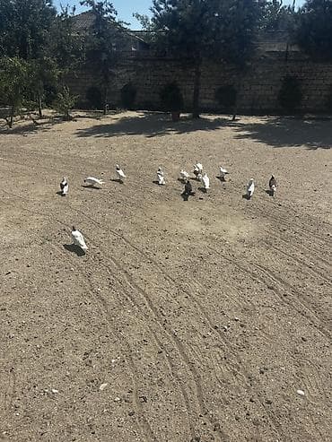 danşan quş: Cütlərdə var içində — 1