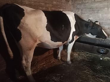 balali inək: Temiz cins inekler satilir 2 ci qarina 8 ay boqazdilar! — 3