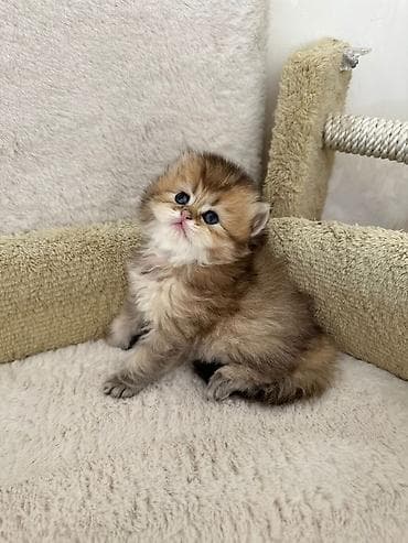 kecler: Britan — 7