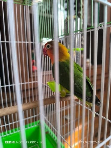 Yaşıl və ağ rənglərdə olan bu quş qəfəsi ev heyvanları üçün rahat