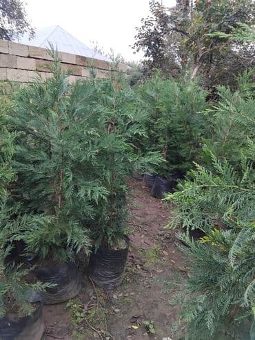 sumax ağacı: Ağaclar — 5