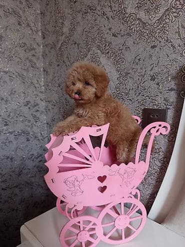 Pudel, 2 ay, Dişi — 3