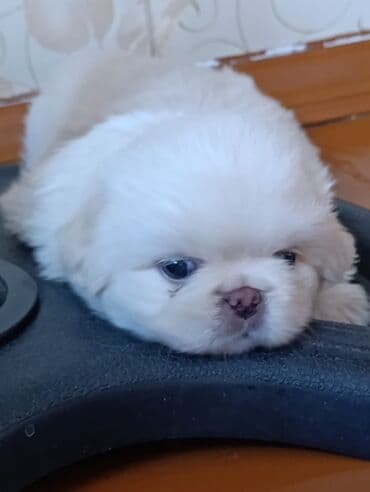 pekines itləri: Pekines — 2