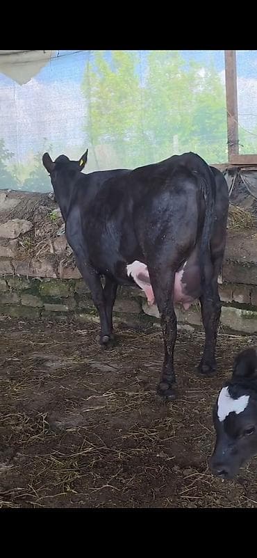 halep kecisi satilir: Inek 1 ci qarin dogub 3 gunluk erkek bala ile satilir sudu her saganda — 9