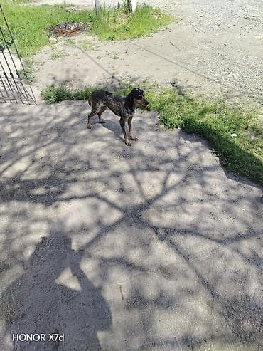 balaca pisik sekilleri: It it: Ov iti (ehtimalən qarışıq cins, qara-boz “merle” naxışlı xəz) — 5