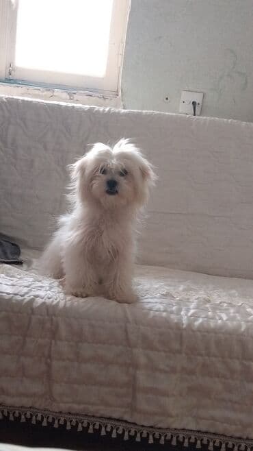 itlerin alisi: Malta bolonka, 6 ay, Dişi, Peyvəndli — 2