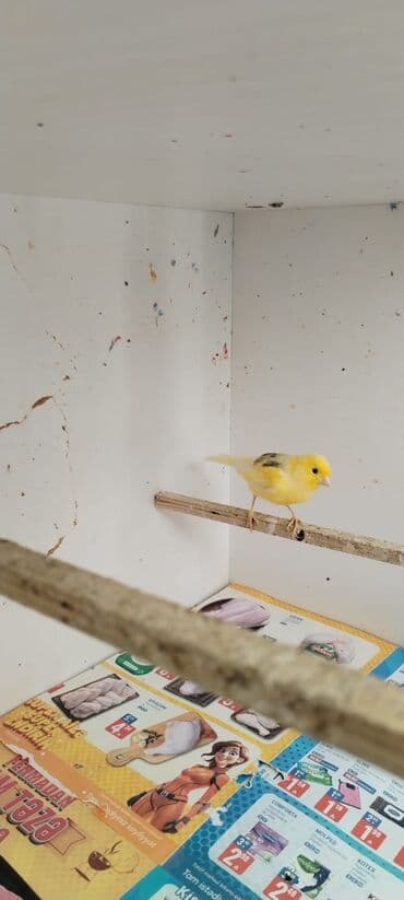 Sarı kanareyka - Növ: Kanareyka (sarı rəngli, kürəkdə tünd ləkələr) -