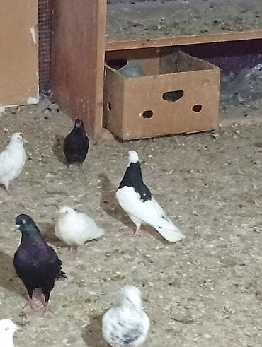 tap az afcarka: Boynugullulər 50 AZN qirmizi cəplər 60azn qalan quşların öz qiyməti — 3